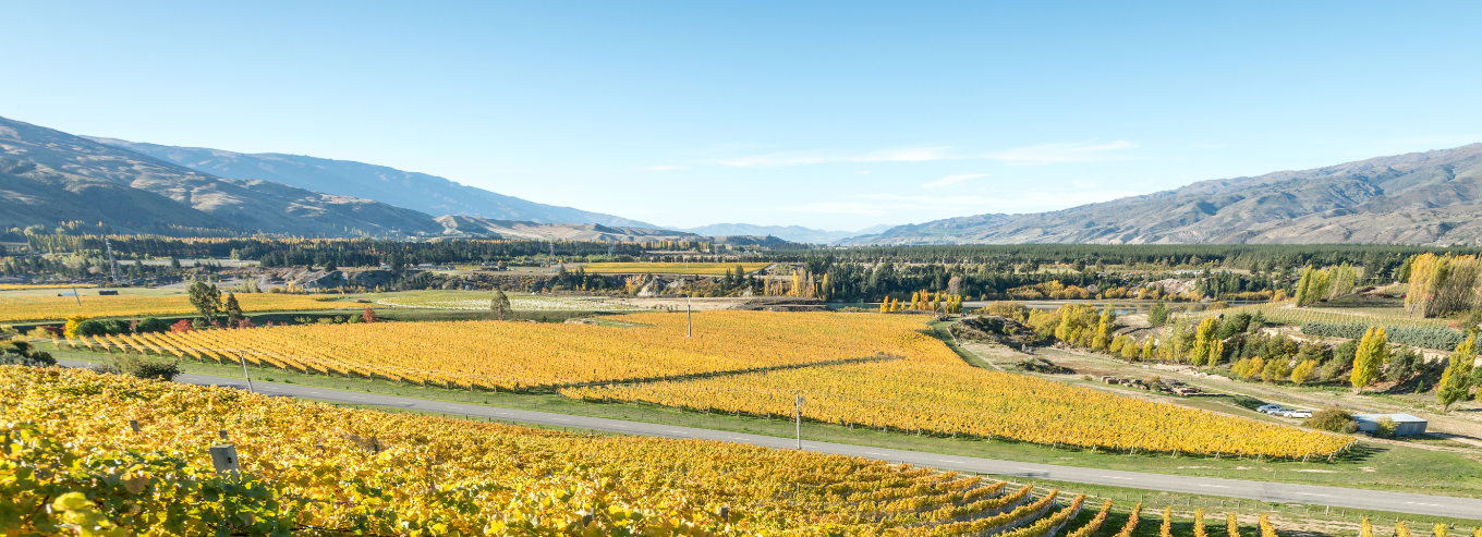 Felton Road aerial view of vineyard